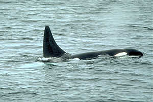 British Columbia Orca Whale